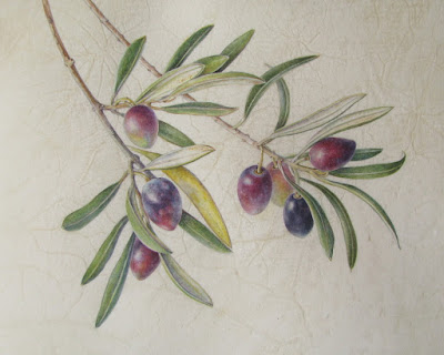 A Taste of Spain Olea europaea -  Shevaun Doherty 2015 watercolour on calfskin vellum