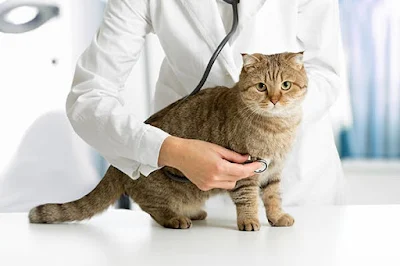 Health Care for Your Pet Cat