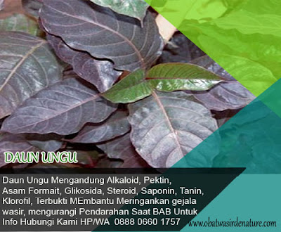 Cara Mengobati Wasir Dengan Daun Ungu