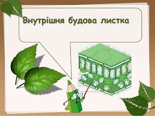  Лабораторна робота №8. Внутрішня будова листка у зв'язку з його функціями