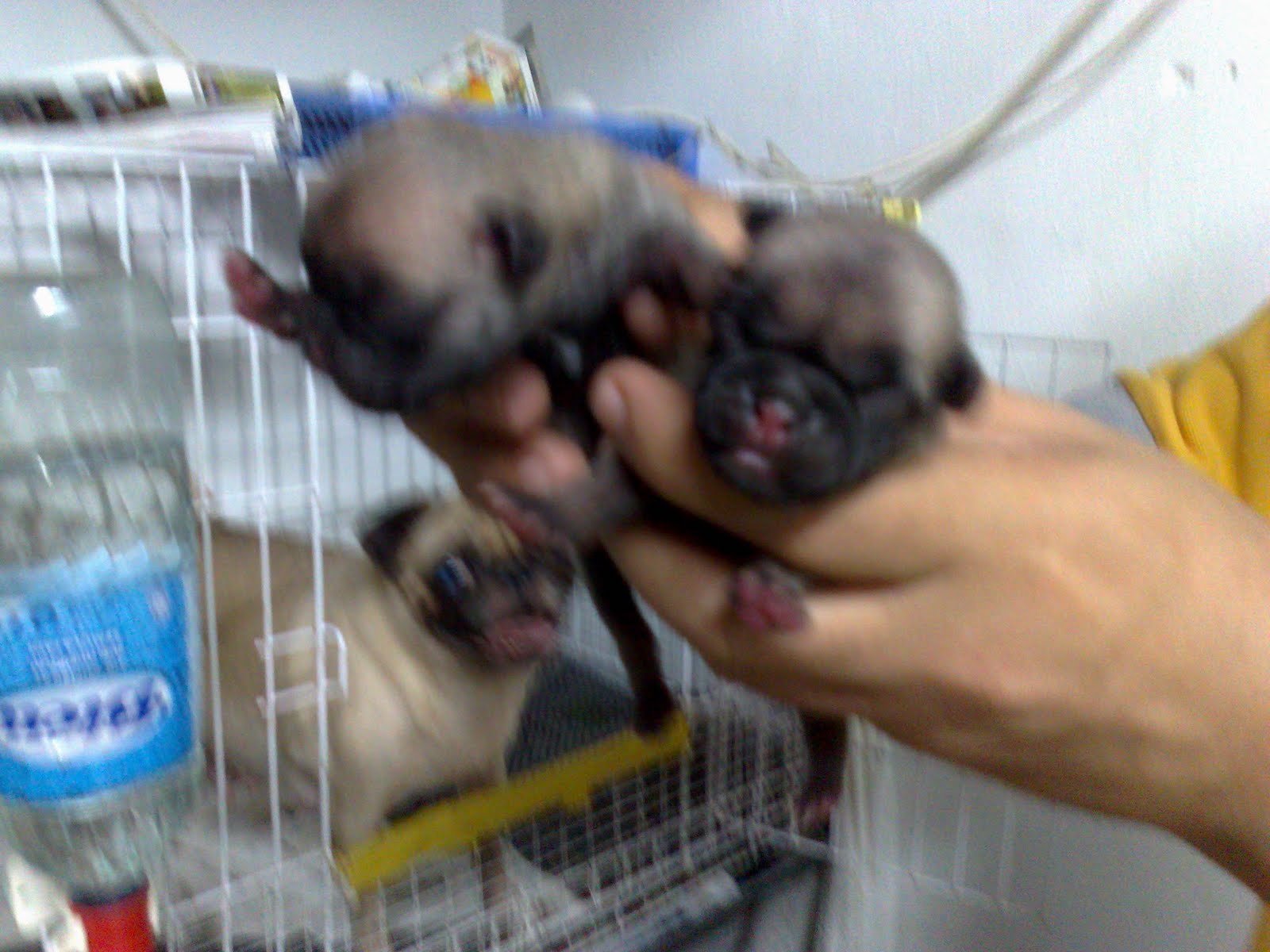 Newborn Pug Puppies