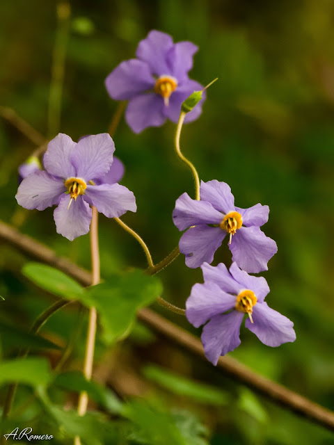 Inflorescencia de oreja de oso (Ramonda myconi) en el cañón de Añisclo (Huesca).