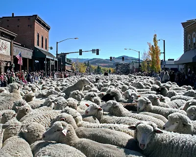 crowd of sheep at Trailing of the Sheep Festival in Hailey, Idaho