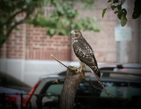 Tompkins Square red-tailed hawk fledgling