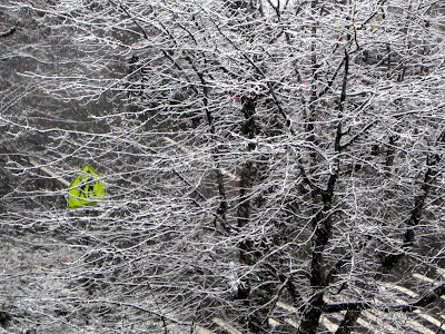 Winter Trees Snow Covered