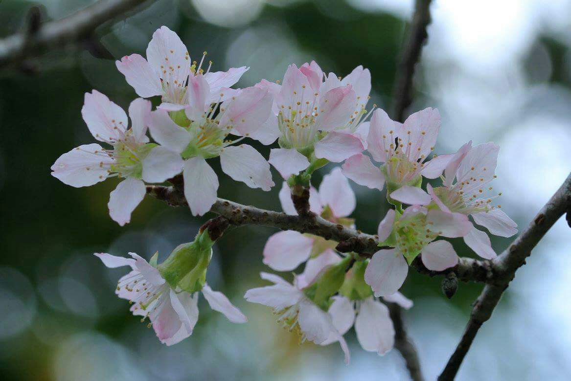 Tak Perlu Ke Jepang, Bunga Sakura Dapat Dinikmati Di Kebun ...