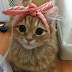 Cat with a pretty bow