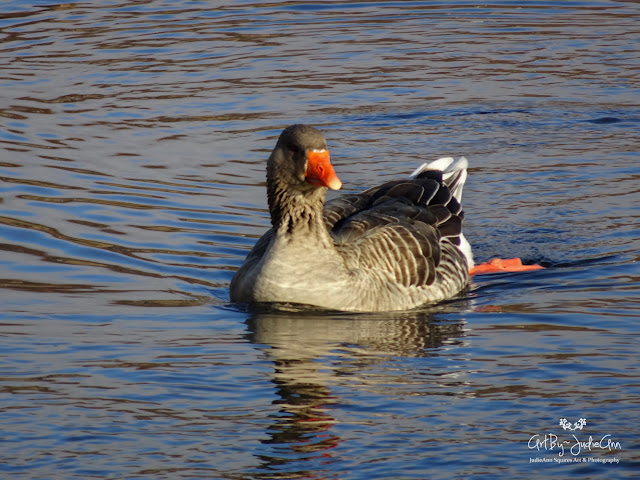 Nature Photography Goose