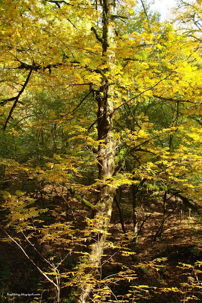 Осень на реке Бешарю (Вешарю)