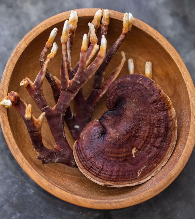 Reishi mushroom | Mushroom company | Biobritte mushroom company