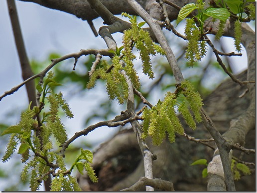 Blossoms from Fruitless Mulberry