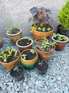 Mum's cuttings and seedlings