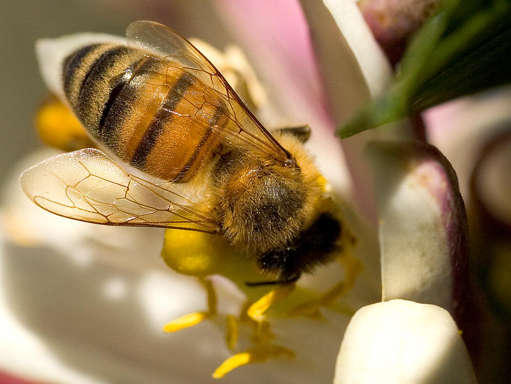 Free On the Bees