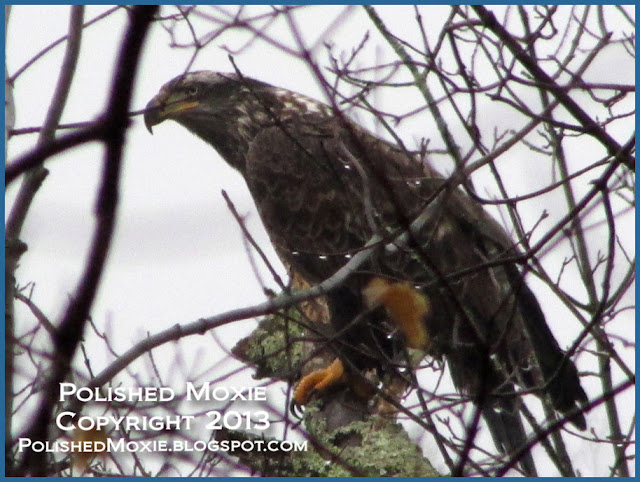 Image of immature bald eagle perched in a tree.