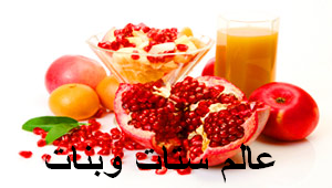 http://setatwebanat.blogspot.com/