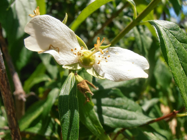 Flor y fruto del CELINDO: Philadelphus coronarius