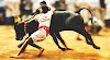 Animal Sports in India UPSC