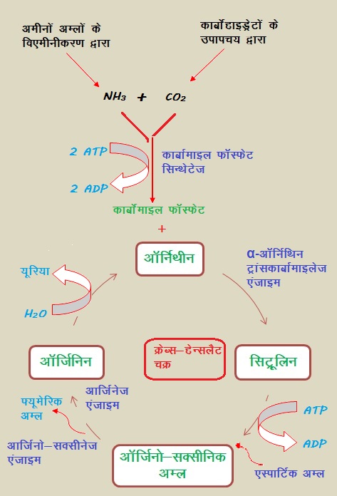 Ornithine cycle