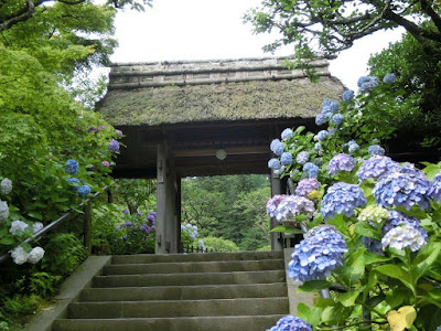  東慶寺のアジサイ