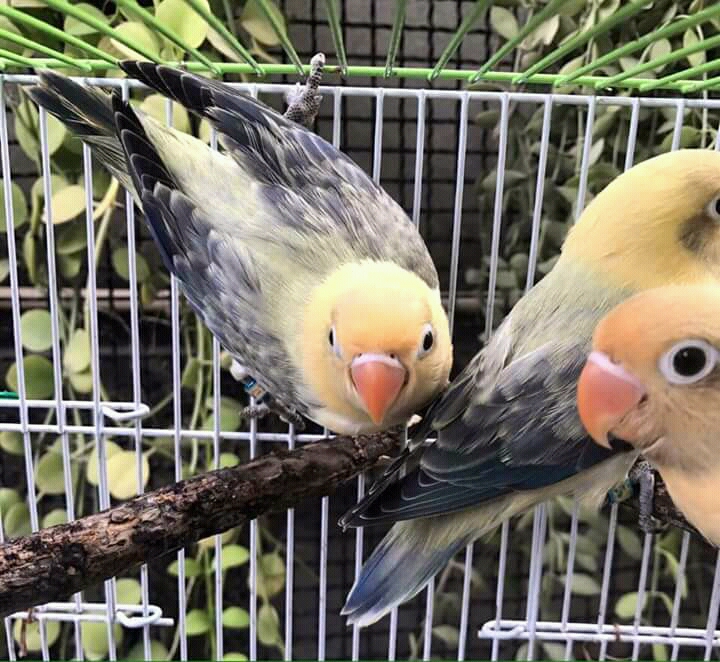  Jenis Lovebird Biola Lengkap dengan Gambar dan Harga 