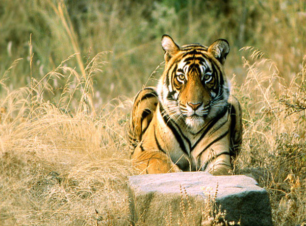 Tiger Safari in India