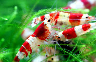 Trend Populer 24+ Udang Air Tawar
