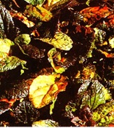 ajuga