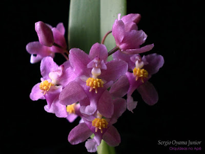Orquídea Oncidium ornithorhynchum