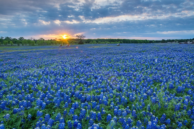 Ennis Bluebonnets Sunrise