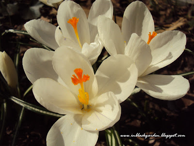 krokus Jeanne D'Arc 