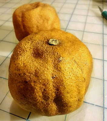 Two dried whole oranges with brown leathery skin