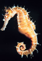 Seahorse_in_dark_background