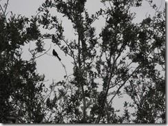 DSCN3498