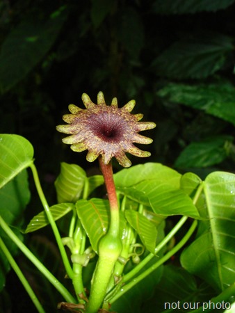 Sandbox Female Flower