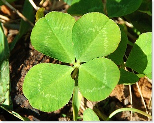 four leaf clover