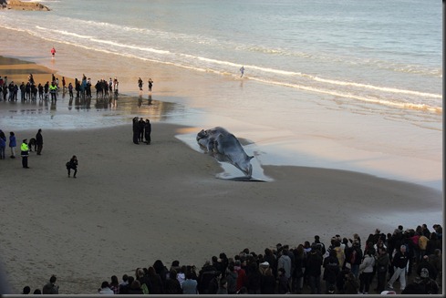 14. ballena