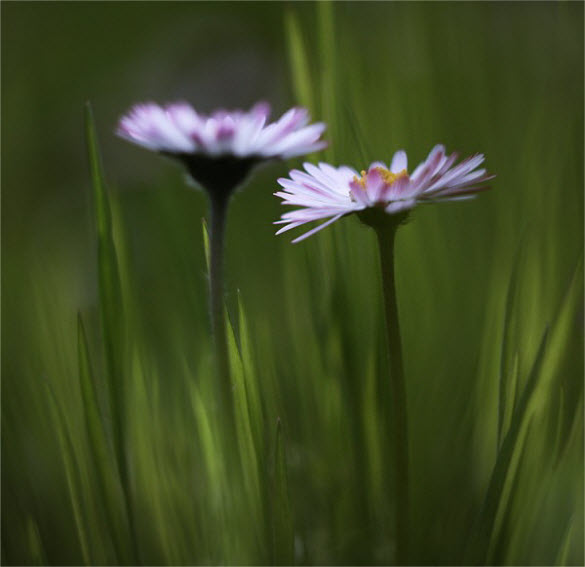 beautiful macro flower photography