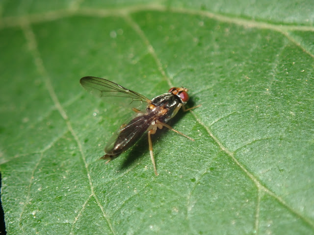 Chyzila sp