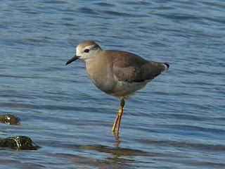 White-Tailed Plover, Seaforth