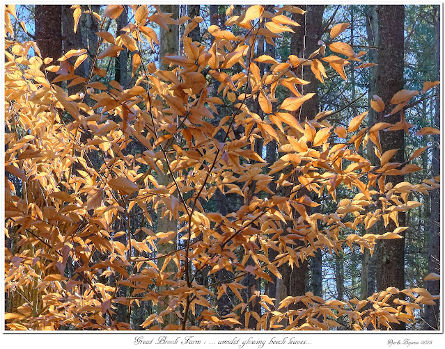 Great Brook Farm: ... amidst glowing beech leaves...