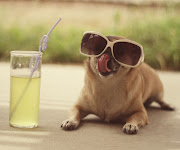 Olá,estou trazendo imagens tumblr.A eu ia me esquecendo a Luana não ta . (cachorrinho de oculos tomando drink tumblr salvepet brunih)