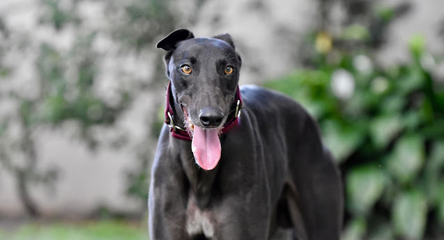 Cachorro lebrel: O novo Cachorro dos Ricos