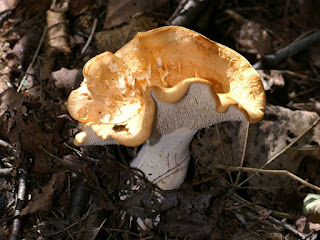 Hydne sinueux - Pied de mouton - Hydnum repandum