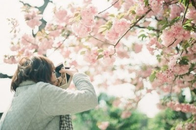 cherry blossom blooms