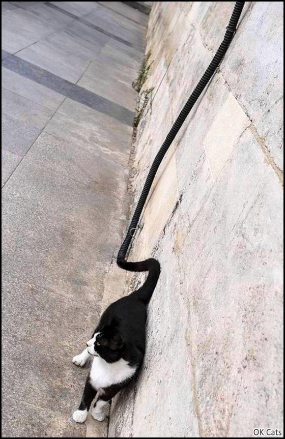 Photoshopped Cat picture • Woah! The Longest Cat Tail We've Ever Seen!!! [ok-cats.com]