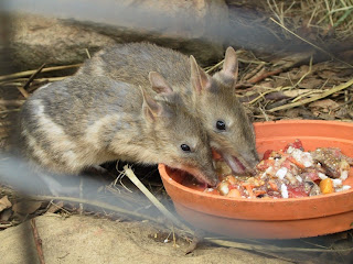 bandicoot