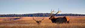 Photo of the Day: May 5 2013 Elk View in Wind Cave National Park by Dakota Visions Photography LLC