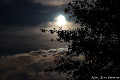 Moon framed by clouds and tree photo by mbgphoto