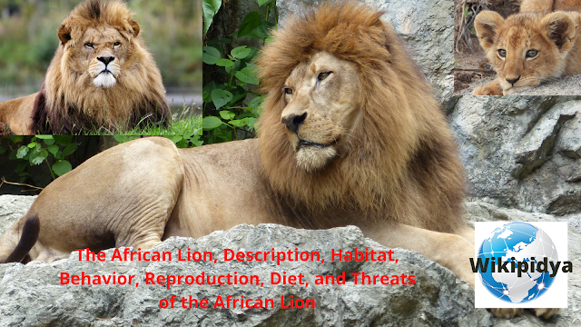 african lion,africa,lions,african lion 2022,african lions,african,south africa,african lion 22,lions in africa,african safari,asiatic lion vs african lion,african lion vs asiatic lion,asiatic lions in africa,hunting lions in africa,african lion 2021,spain african lion,himars african lion,african lion morocco,asian lion in africa,could asiatic lions survive in africa?,african lion 21 exercise,lion safari africa,african wild cat,african savanna