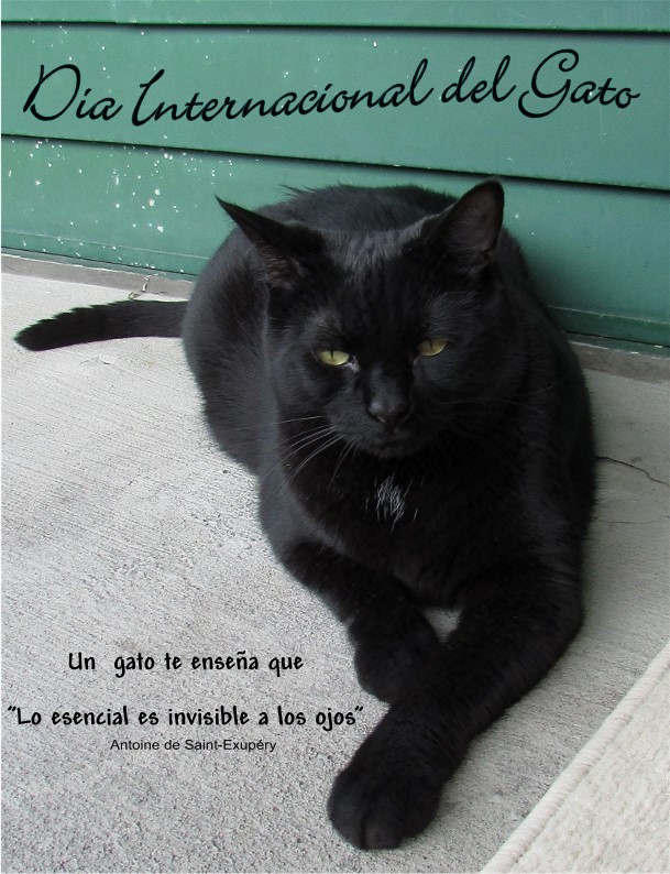 Utopia Cerebral: Dia Internacional del gato